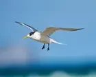 Seven suspected new bird flu cases are ‘evidence of spread’ into Australian wildlife, experts warn