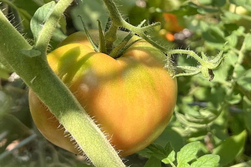 The seven garden vegetables you’re probably harvesting at the wrong time