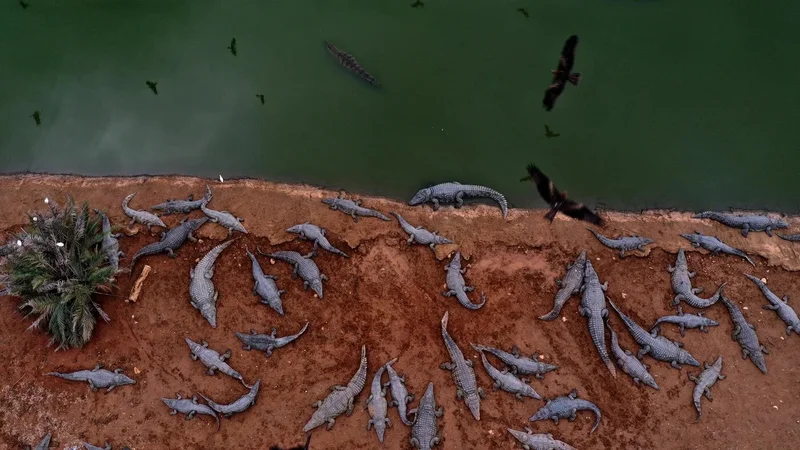 Ben Gvir's crocodiles are the latest weapon in Israel's animal warfare on Palestinians