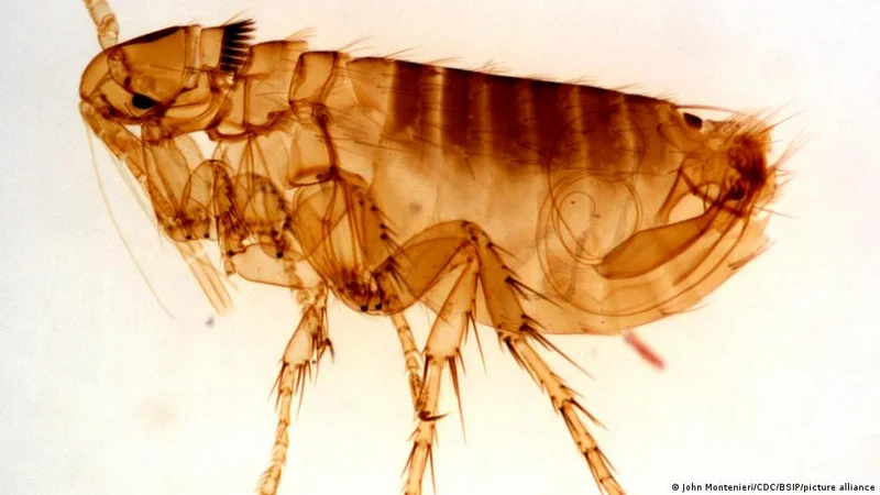 The plague is as deadly today as in the Middle Ages