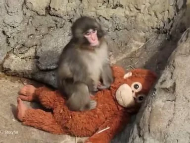 WATCH:  Punch the Monkey celebrates 1st birthday