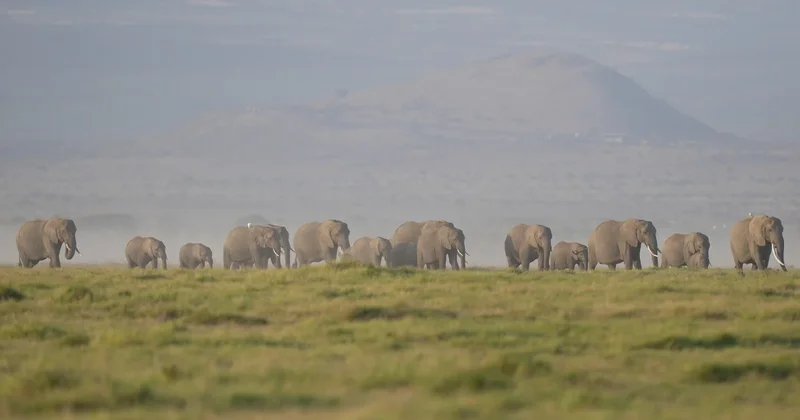 Elephants that died in Kenya likely poisoned by cyanide-tainted tomatoes