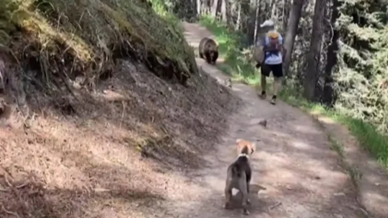 Charges laid against 2 hikers with off-leash dog followed by grizzly in Banff