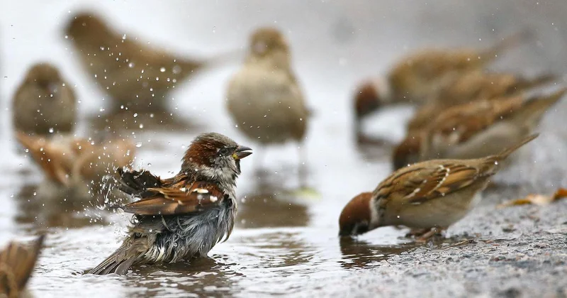 ‘I see you in my sleep / Awake, you are an absence I endure’: A poem for vanishing sparrows