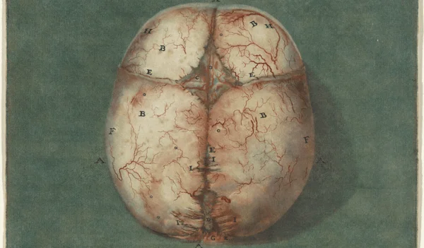 The strain in your brain
