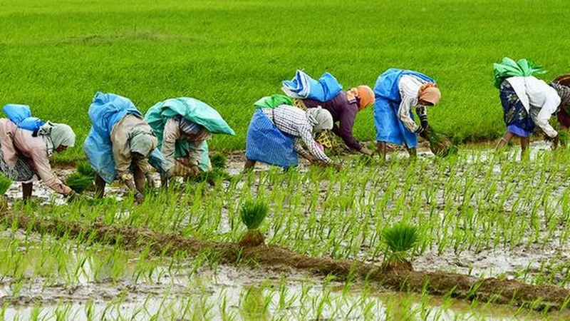 Maharashtra Farm Bill: Does it really empower women farmers? | In Focus Podcast