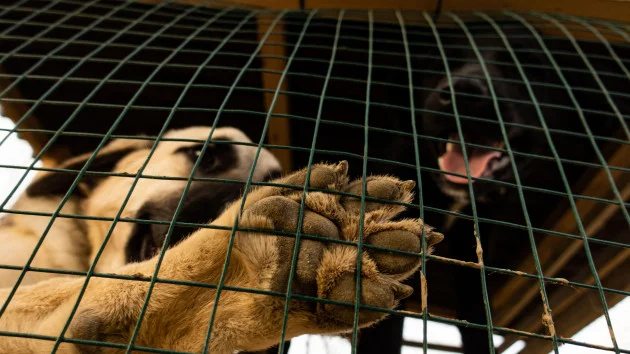 Bred, abused and abandoned for profit: The cruelty behind Ireland's puppy farms
