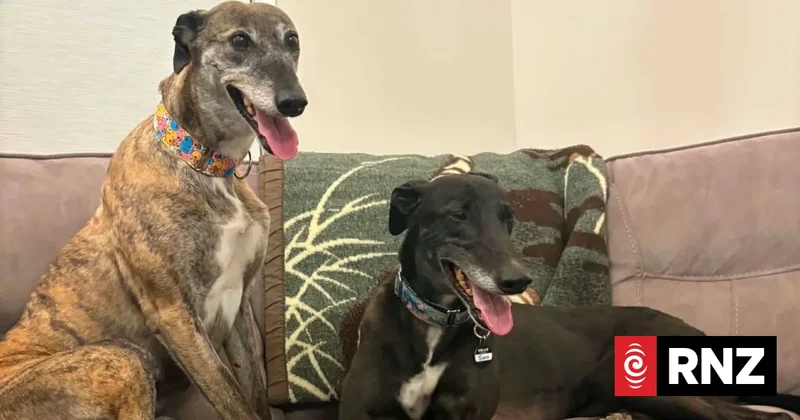'The most loving, laziest dogs': Greyhound-owner wants others to adopt as 1500 lose homes