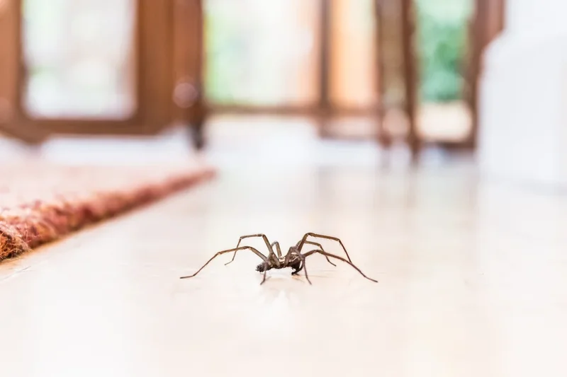 You should never kill spiders in your home. Here’s why