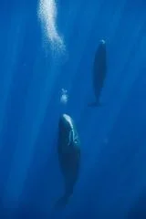 Sleeping Sperm Whales Release Bubbles Up to 36 Times to Keep From Floating to the Surface