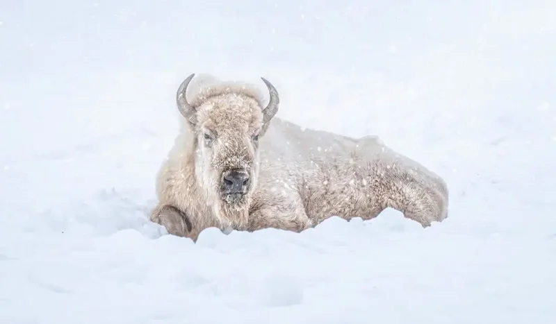 The Assiniboine Park Zoo’s ‘cherished’ white bison, Blizzard, has died