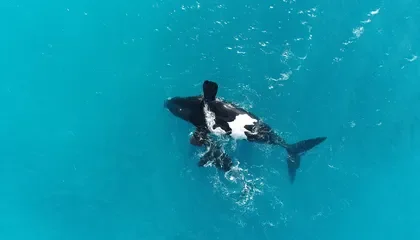 Why Are These Whales Floating Upside-Down? They Might Just Be Moms Who Need a Break From Feeding Their Babies
