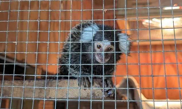 How the cruel TikTok craze for exotic pets is a danger to people AND animals: after Oyster the marmoset was left on a bus, JANE FRYER reveals how evil owners are flushing their pets down the TOILET