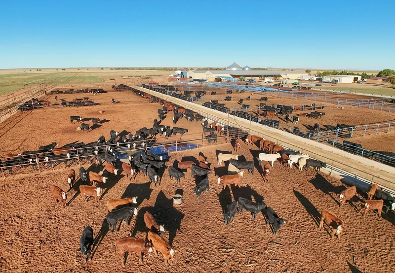 US to Reopen Its Border to Mexican Cattle, Lifting Meatpackers JBS and Tyson