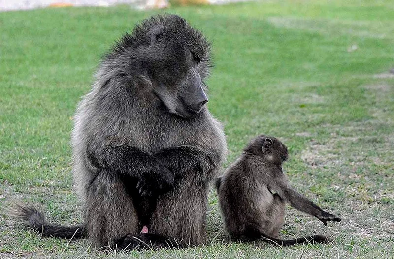 BREATHING SPACE: Court clips wings of weapons-based baboon control