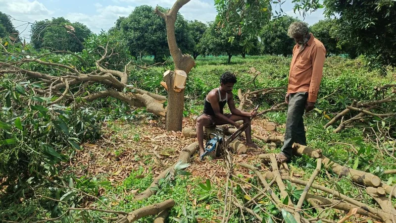 Mounting losses force farmers in Karnataka’s Kolar district to chop down mango trees