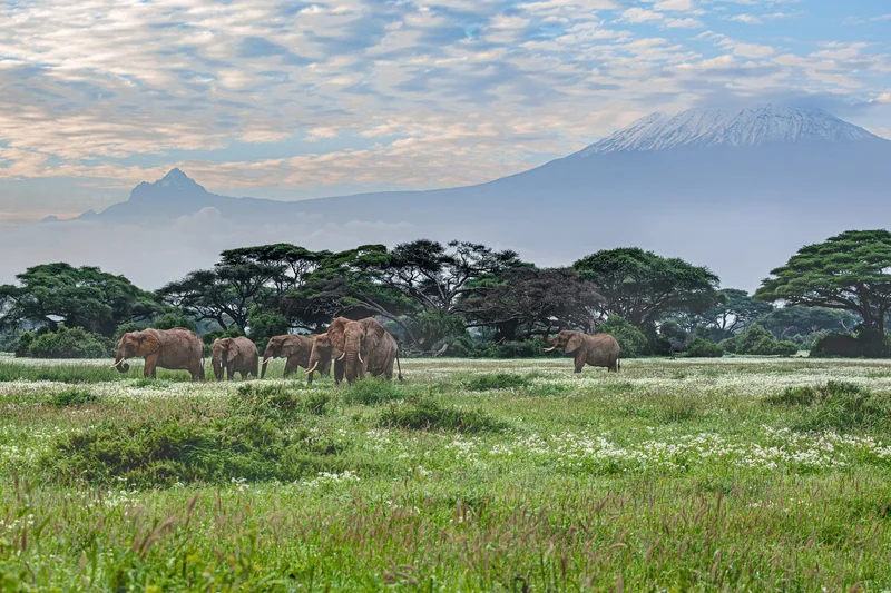 Cyanide on Tomato Farms Kills 15 Elephants in Kenya’s Amboseli