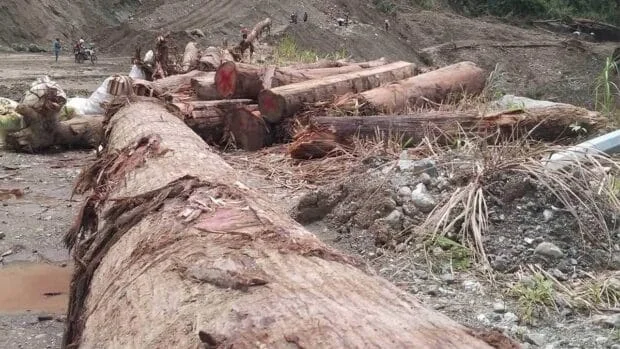 Bukidnon eyes public use of landslide-uprooted hardwood