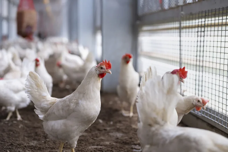 AI workers just got together and donated $40 million to save factory-farmed chickens