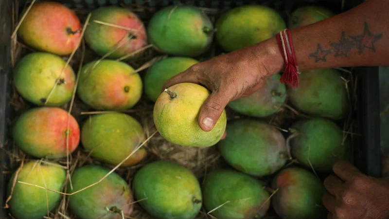 Karnataka Mango Development and Marketing Corporation will develop platform for domestic marketing of Alphonso mangoes