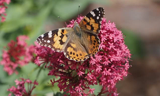 Once-in-a-decade 'painted lady summer' sees huge numbers of migratory butterflies arrive in the UK