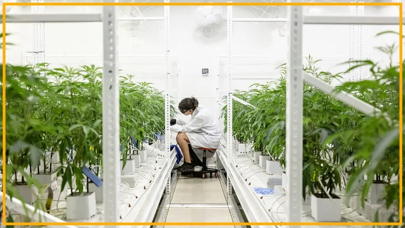 'Rescheduling' cannabis would ease restrictions on science, opening the door to the largest investment in cannabis research we've seen to date