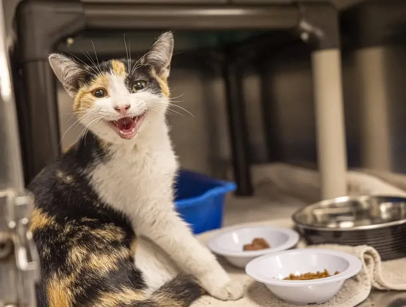 Montreal SPCA urges end to rental rules that bar pets as abandoned animal tally rises