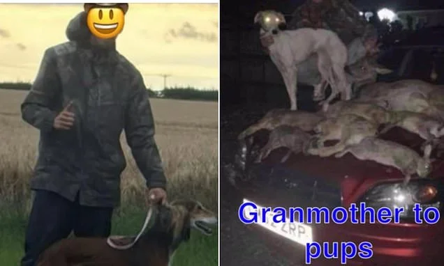 Inside the hare coursing groups where criminals brazenly sell dogs to hunt down and rip animals to shreds - as gangs invade farms and intimidate owners to stage illegal gatherings