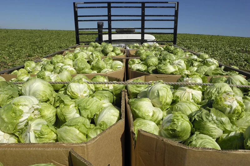 Cyclosporiasis outbreak expands to 9 states