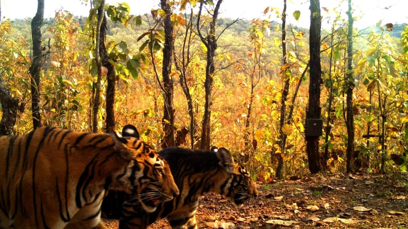 Tigers to be introduced in Buxa Tiger Reserve in West Bengal on October 2