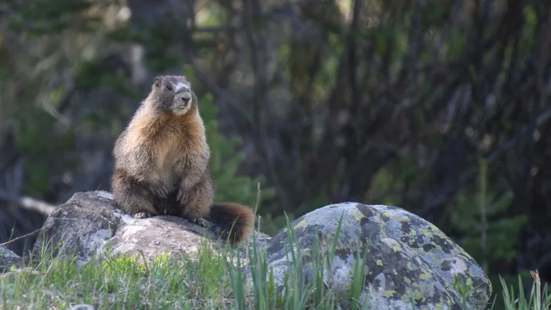 'We're trying this out of frustration': Marmots star in OnlyFans account as researchers desperately look for ways to raise funds amid US budget cuts