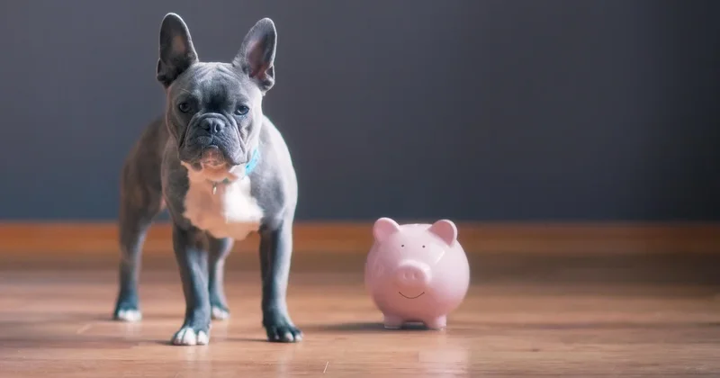 Here's how pet ownership costs are changing (and what owners need to do now)