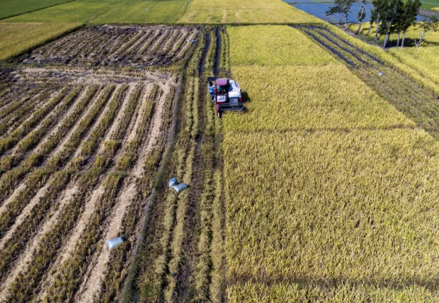 Beyond infrastructure, corruption takes root in agriculture