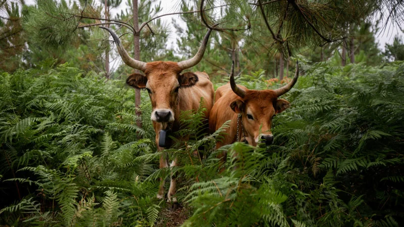 How native livestock is reducing the risk of wildfires in Spain's Galicia region