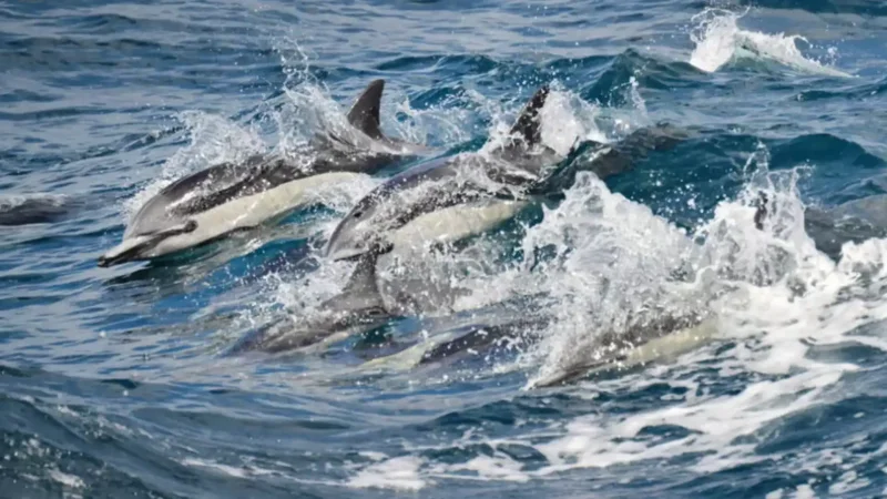 California ocean is 4°C hotter as whales vanish and pelicans starve