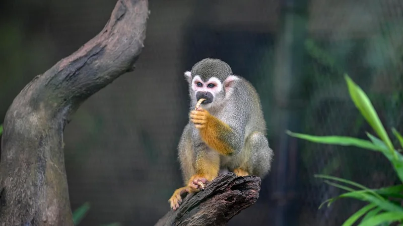 Animal adoptions rise at Visakhapatnam zoo as families celebrate birthdays with wildlife