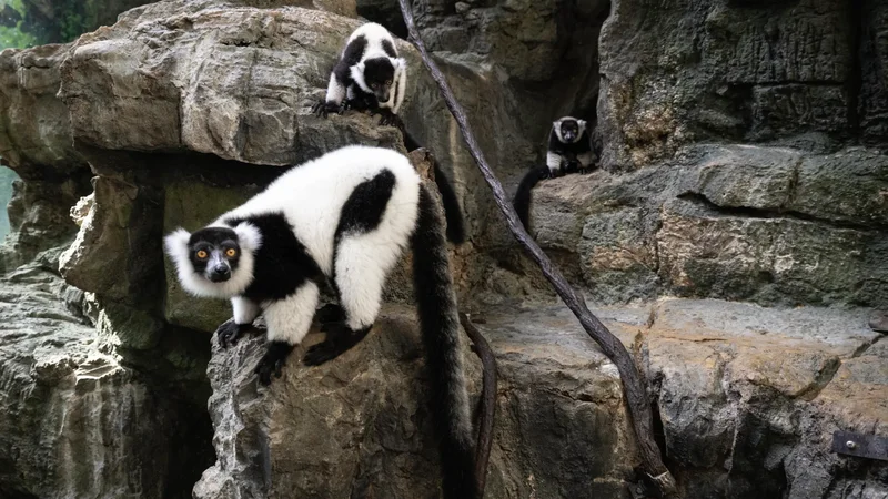 Rare twin lemurs born at New York’s Central Park Zoo