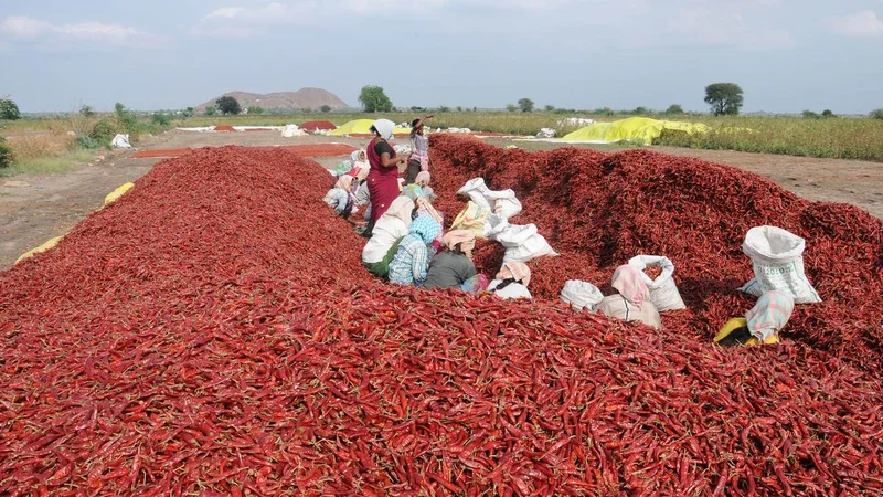 Centre urged to strengthen support for Raichur chilli farmers hit by black thrips