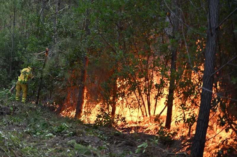 France's forest management may need to change to prevent more wildfires in Les Landes