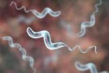 How 31 Billion Chickens Are Driving the Evolution of a Major Foodborne Pathogen