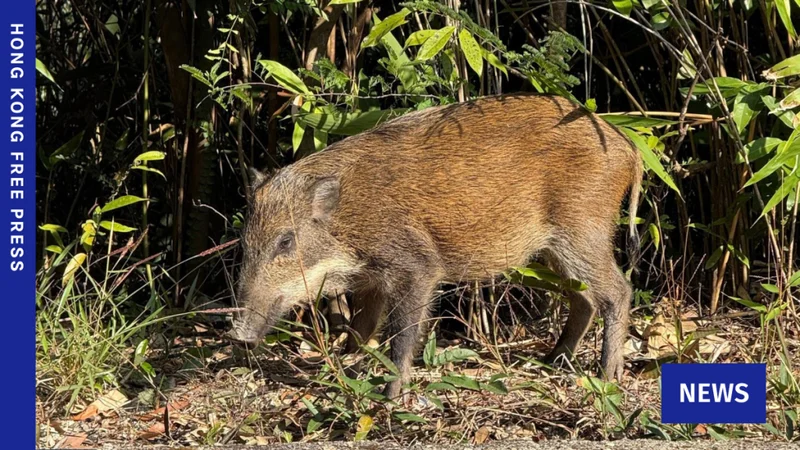 Authorities euthanised over 700 wild boars last year as population halves since catch-and-kill policy reinstated