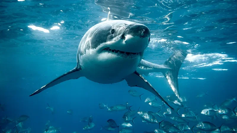 Shark Week fans may want to think twice before eating this ocean predator, experts warn