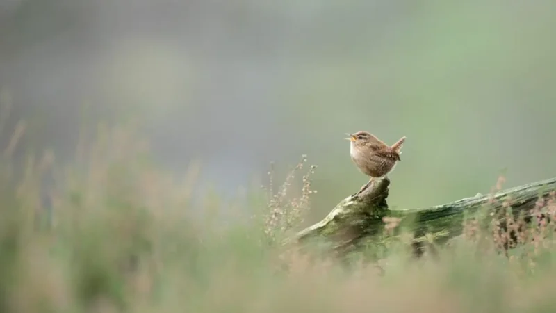 AI study finds world’s birdsongs are built from just 8 basic sounds