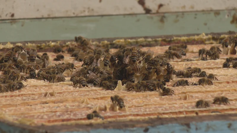 Tough season for Prairie beekeepers due to late spring, potential tariffs in August