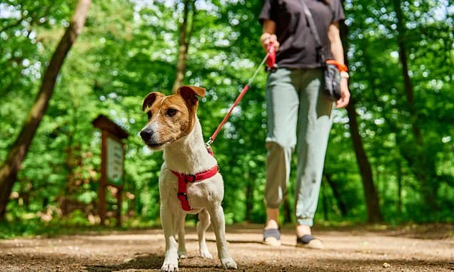 Once isn't enough! Experts claim you should walk your dog FIVE times a day