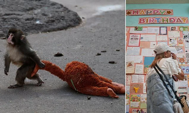 Orphaned monkey at Japanese zoo receives 2,500 cards from well-wishers on first birthday