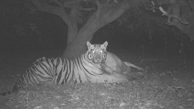 Drones, CCTV cameras deployed to trace tiger after cattle kills in Eluru district