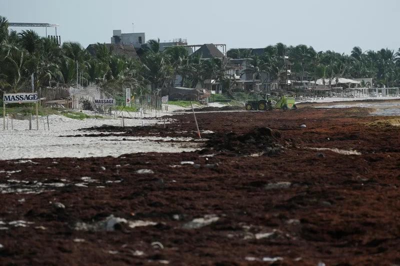 Sargassum seaweed has become a self‑sustaining disaster plaguing beaches - forcing scientists to explore unique solutions