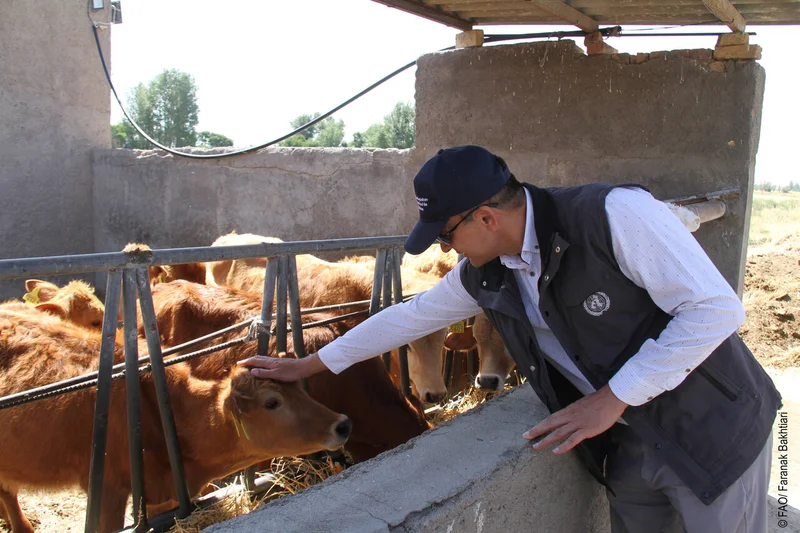 FAO lays groundwork for livestock production in northwest Iran
