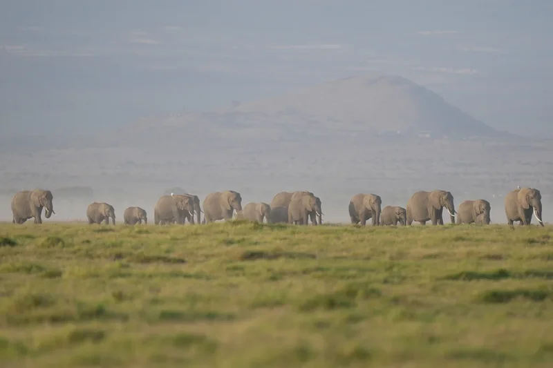 Kenya says 15 elephants died of cyanide poisoning after eating tomatoes from nearby farms